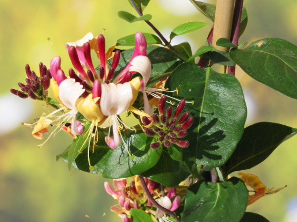 Lonicera heckrottii - Feuer- Geißblatt